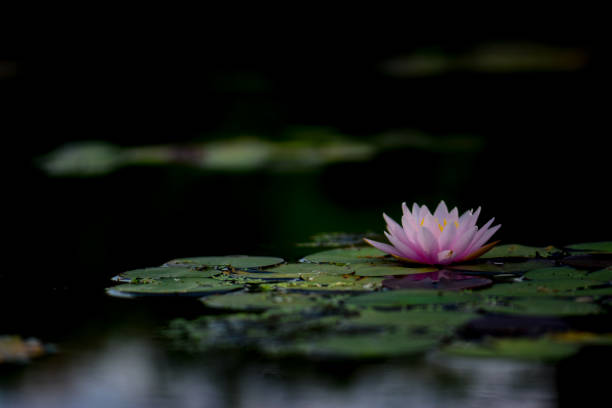 istock Blossom pink lotus flower 656924768