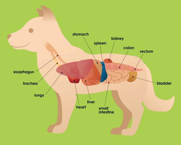 ilustrações de stock, clip art, desenhos animados e ícones de dog's organ anatomy diagram, vector illustration - animal internal organ