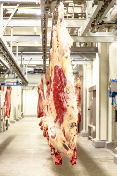 istock The meat processing plant. carcasses of beef hang on hooks. 656926982