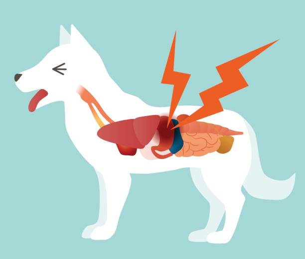 ilustrações de stock, clip art, desenhos animados e ícones de dog's organ and stomachache, vector illustration - animal internal organ