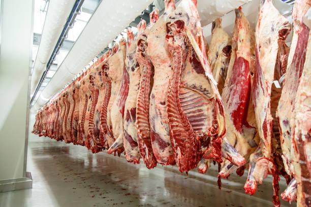 La planta procesadora de carne. cadáveres de carne cuelgan en ganchos. - foto de stock