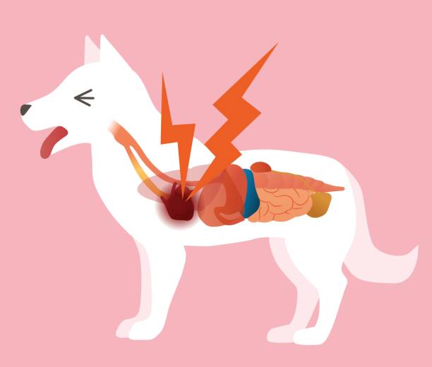 organ anjing dan penyakit jantung, ilustrasi vektor - ginjal binatang ilustrasi stok