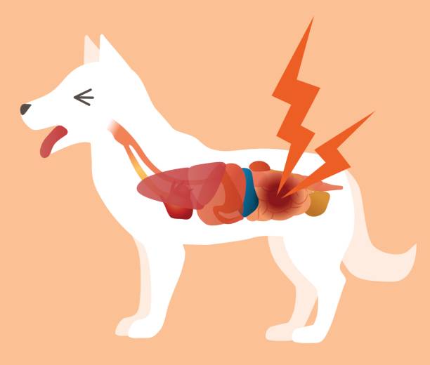 ilustrações de stock, clip art, desenhos animados e ícones de dog's organ and intestines disease, vector illustration - animal internal organ