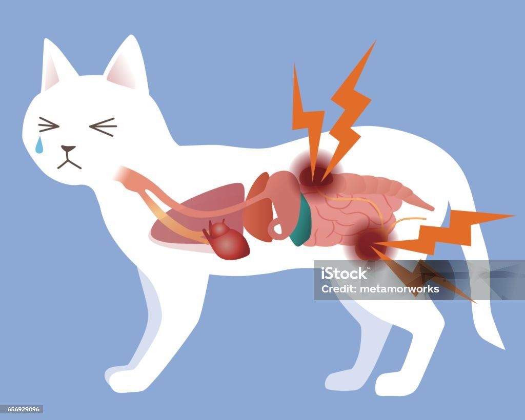 Ilustración de Órgano Y Enfermedad Urológica Vector De Ilustración De Gato  y más Vectores Libres de Derechos de Felino salvaje - iStock