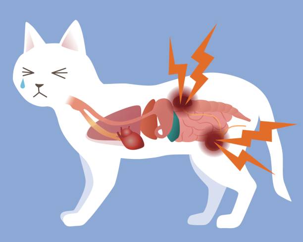 ilustrações, clipart, desenhos animados e ícones de do gato órgão e doenças urológicas, ilustração vetorial - abdómen