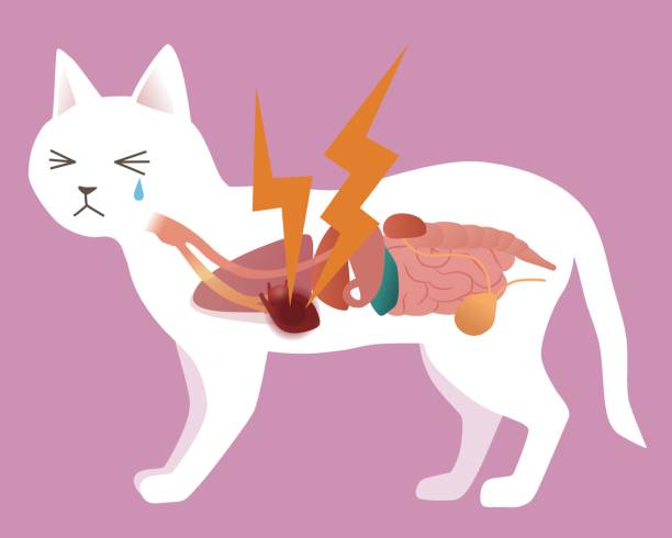ilustrações de stock, clip art, desenhos animados e ícones de cat's organ and heart disease, vector illustration - animal internal organ