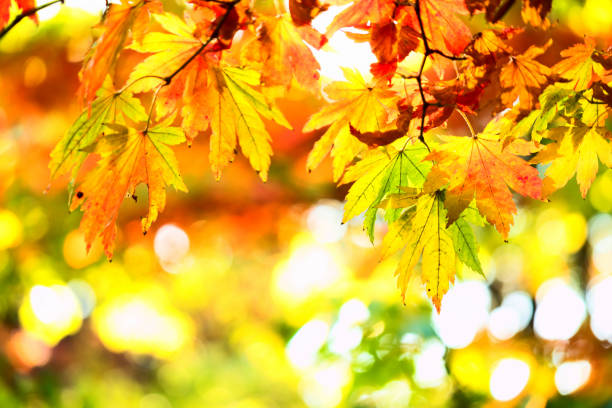istock beautiful golden leaves in public park 656929200