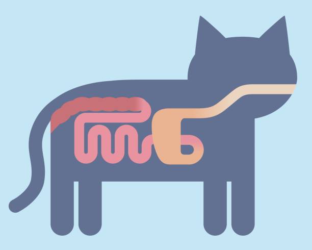 ilustrações de stock, clip art, desenhos animados e ícones de cat's digestive organ anatomy pictogram, vector illustration - animal internal organ