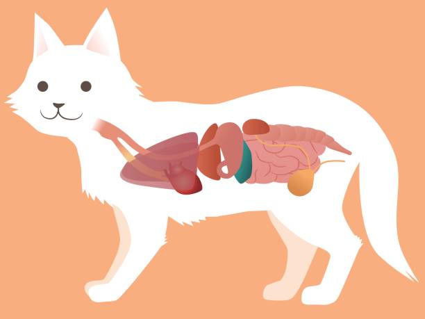 diagram anatomi organ kucing, ilustrasi vektor - ginjal binatang ilustrasi stok