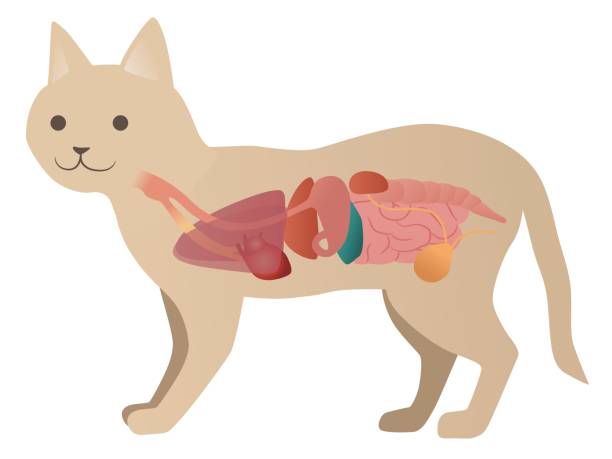 574 Large Animal Veterinarian Illustrations & Clip Art - iStock | Pig veterinarian, Cow veterinarian, Horse veterinarian 574 Large Animal Veterinarian Illustrations & Clip Art - iStock | Pig veterinarian, Cow veterinarian, Horse veterinarian