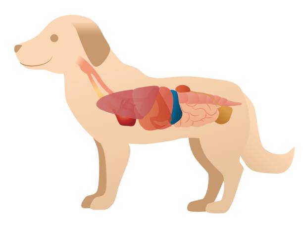 diagram anatomi organ anjing, ilustrasi vektor - ginjal binatang ilustrasi stok