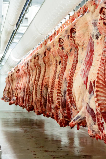 istock The meat processing plant. carcasses of beef hang on hooks. 656929546