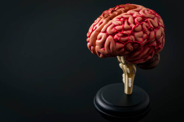 istock Human anatomy and brain health concept 656929908