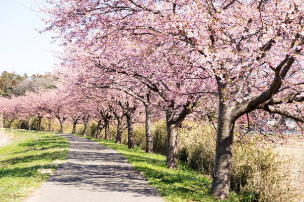 istock Kawazu cherry blossoms along the river 656932816