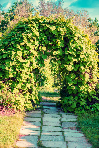 istock Landscape design in the garden. Arch from trees 656937232