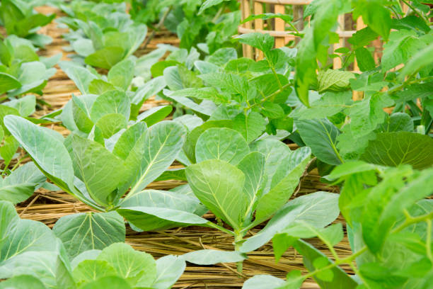 istock Chinese kale growing on Straw in Vegetable garden. 656939470