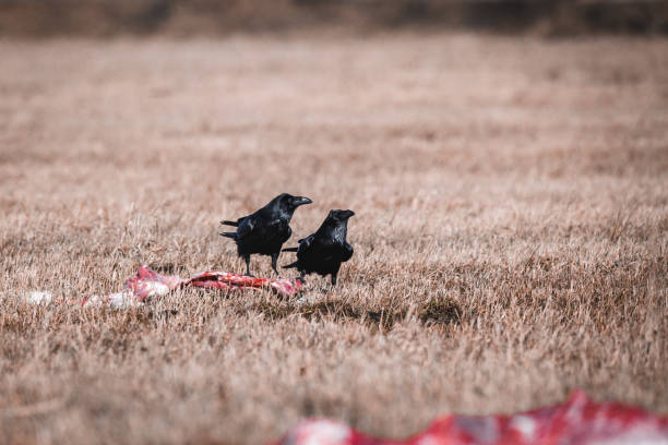 Black Crows Eating Carrion Two Black Crows Eating Carrion on a Field crow eating carrion stock pictures, royalty-free photos & images