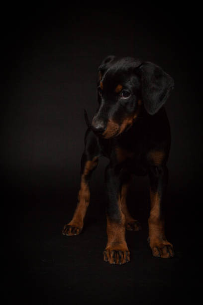 istock Doberman pinscher (Dobie) puppy 656940516
