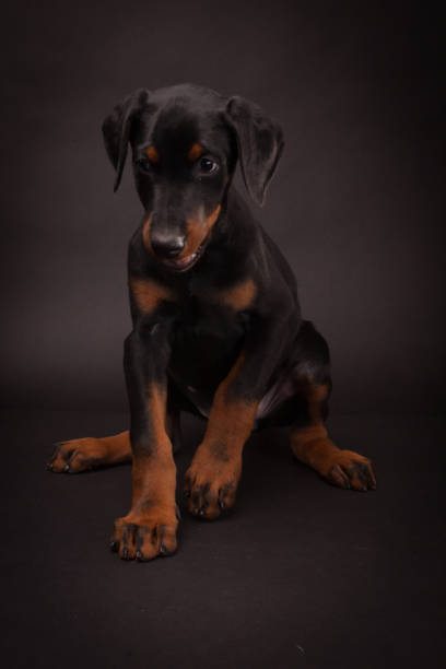 istock Doberman pinscher (Dobie) puppy 656940530