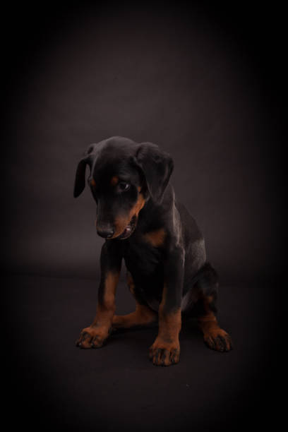 istock Doberman pinscher (Dobie) puppy 656940546