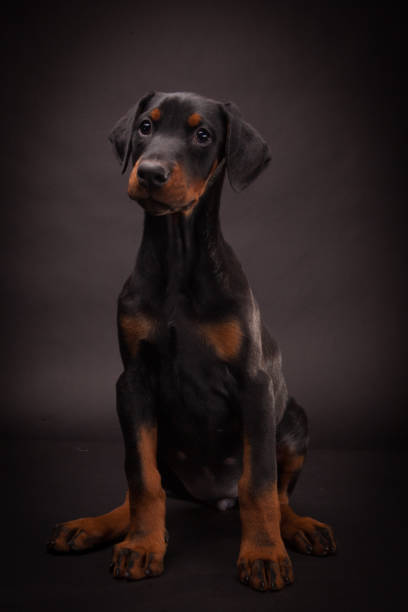 istock Doberman pinscher (Dobie) puppy 656940554