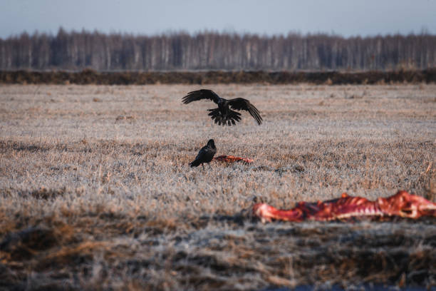 Black Crows Eating Carrion Two Black Crows Eating Carrion on a Field crow eating carrion stock pictures, royalty-free photos & images