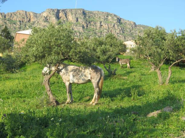 istock Horse and donkey in Olive Grove 656943856