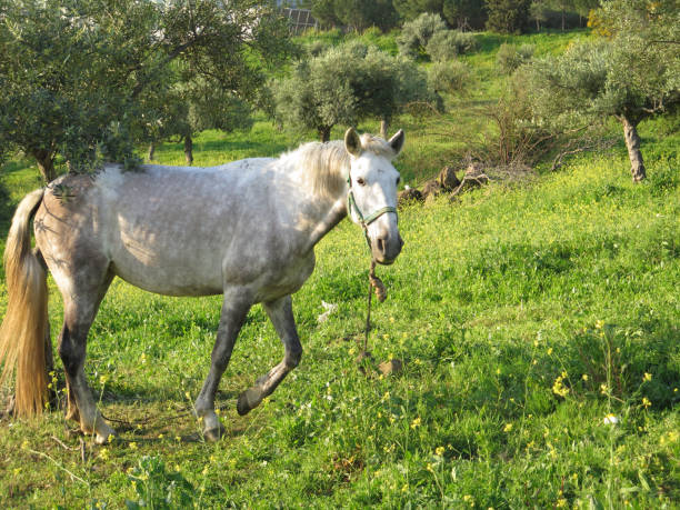istock Horse in Olive Grove 656943858