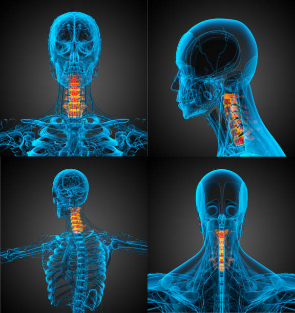 istock 3d rendering medical illustration of the neck bone 656944538