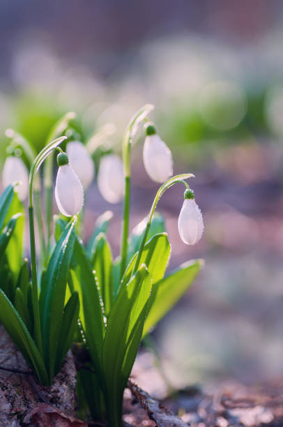 Beautiful snowdrops in sunny spring forest Beautiful snowdrops - galanthus - with droplets of dew. Close up of first flowers in sunny spring forest snowdrops in woodland stock pictures, royalty-free photos & images