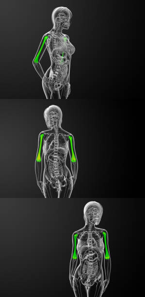 istock 3d rendering medical illustration of the humerus bone 656947266