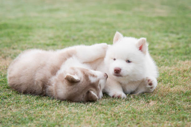 istock siberian husky puppies lying on green grass 656948102