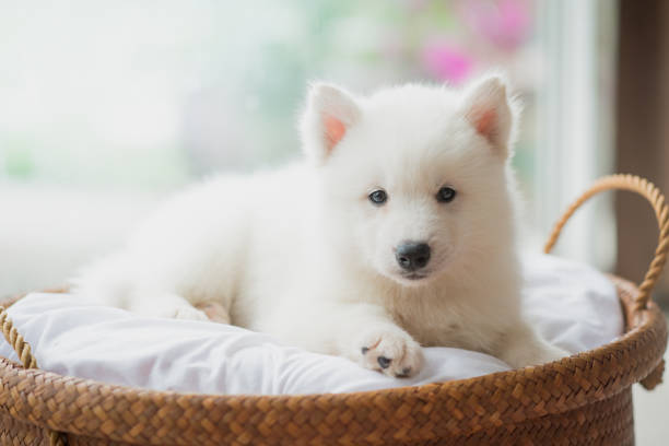 istock siberian husky puppy lying in a basket 656948106
