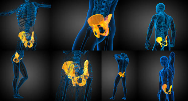 istock 3d rendering medical illustration of the pelvis bone 656951038