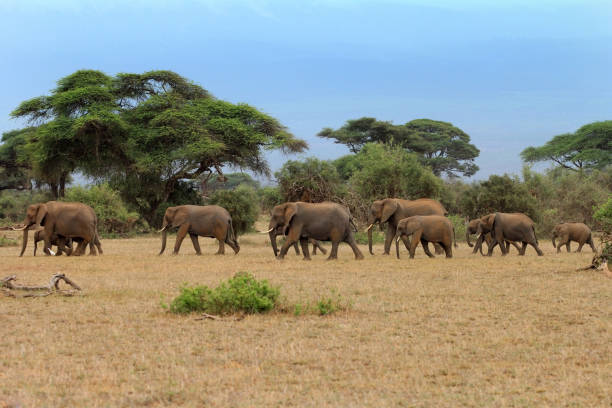 istock Elephants in Amboseli national park in Kenia 656951338