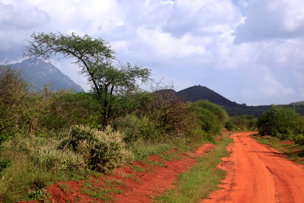 park tsavo wschód narodowy - photography amboseli national park kenya east africa zdjęcia i obrazy z banku zdjęć