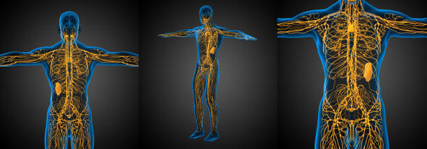 3D Rendering medizinische Illustration des lymphatischen Systems – Foto