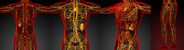 3D Rendering medizinische Illustration des lymphatischen Systems – Foto