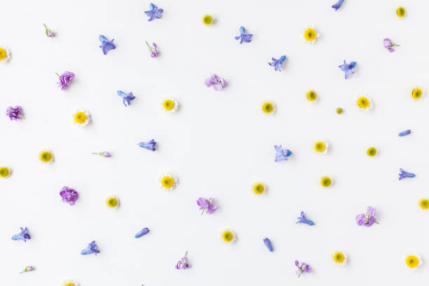 istock Frame made of various colorful flowers on white background 656952034