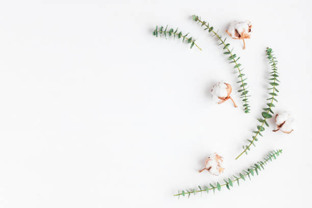 Frame made of fresh eucalyptus branches and cotton flowers