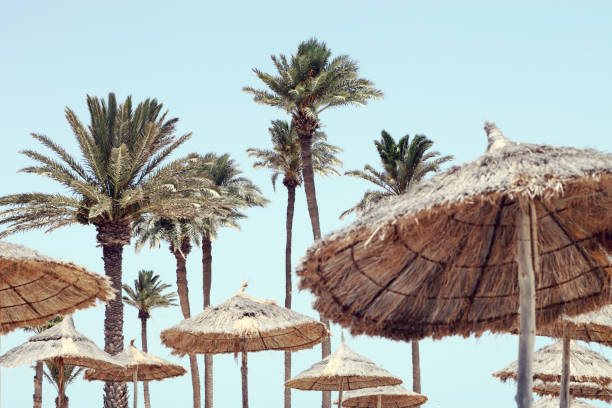 Tropical landscape Tropical landscape with palm trees. tunisia beach stock pictures, royalty-free photos & images