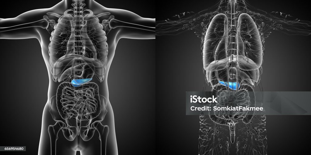 3d Rendering Medical Illustration Of The Pancrease Stock Photo ...