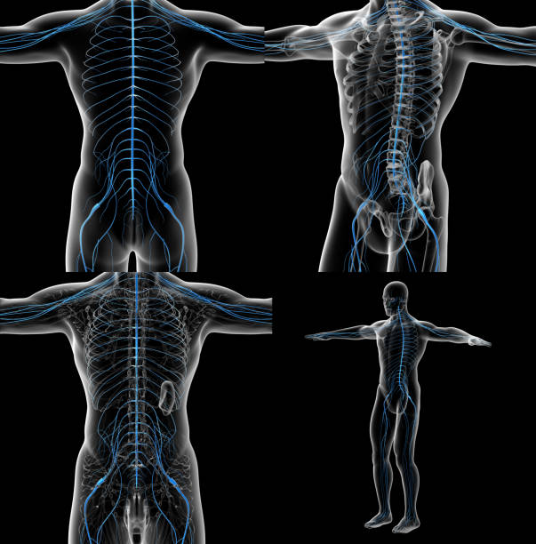 istock 3d rendering illustration of the male nervous system 656954796