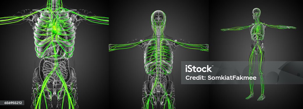 3d rendering medical illustration of the vascular system Anatomy Stock Photo