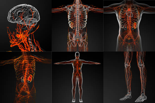 3D-Rendering des lymphatischen Systems – Vektorgrafik