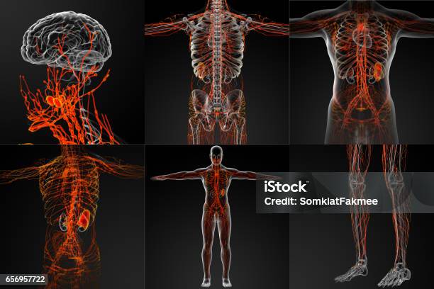 Ilustración de Representación 3d Del Sistema Linfático y más Vectores Libres de Derechos de Orden - Orden, Sistema nervioso humano, Cuerpo humano