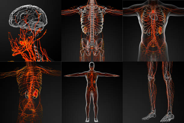 renderização em 3D do sistema linfático - ilustração de arte em vetor