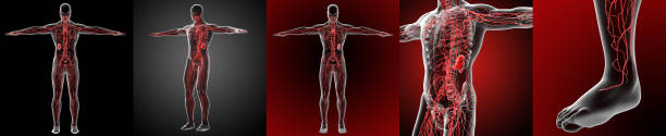 ilustração de médicos de renderização 3D do sistema linfático - foto de acervo