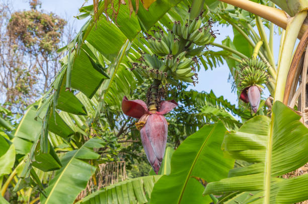 banana plantation in sok kwu wan lamma island - lamma island imagens e fotografias de stock