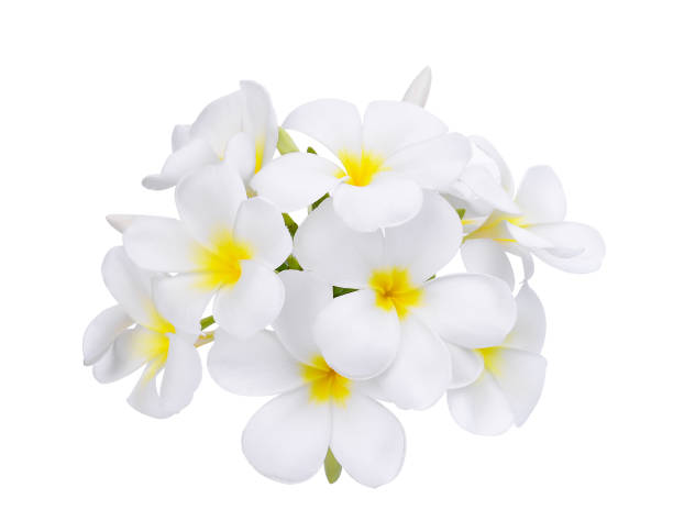 istock white frangipani (plumeria) flower isolated on white background 656962072